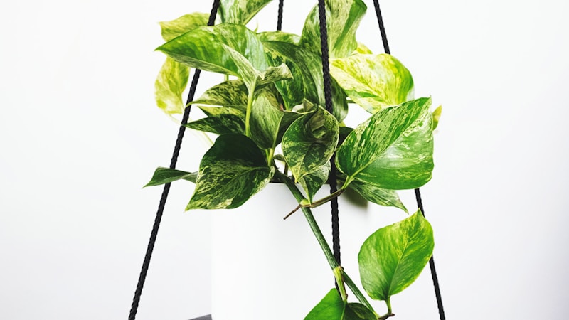 FIFA世界杯预选赛直播画面 - 球员在绿茵场上激烈拼抢的瞬间